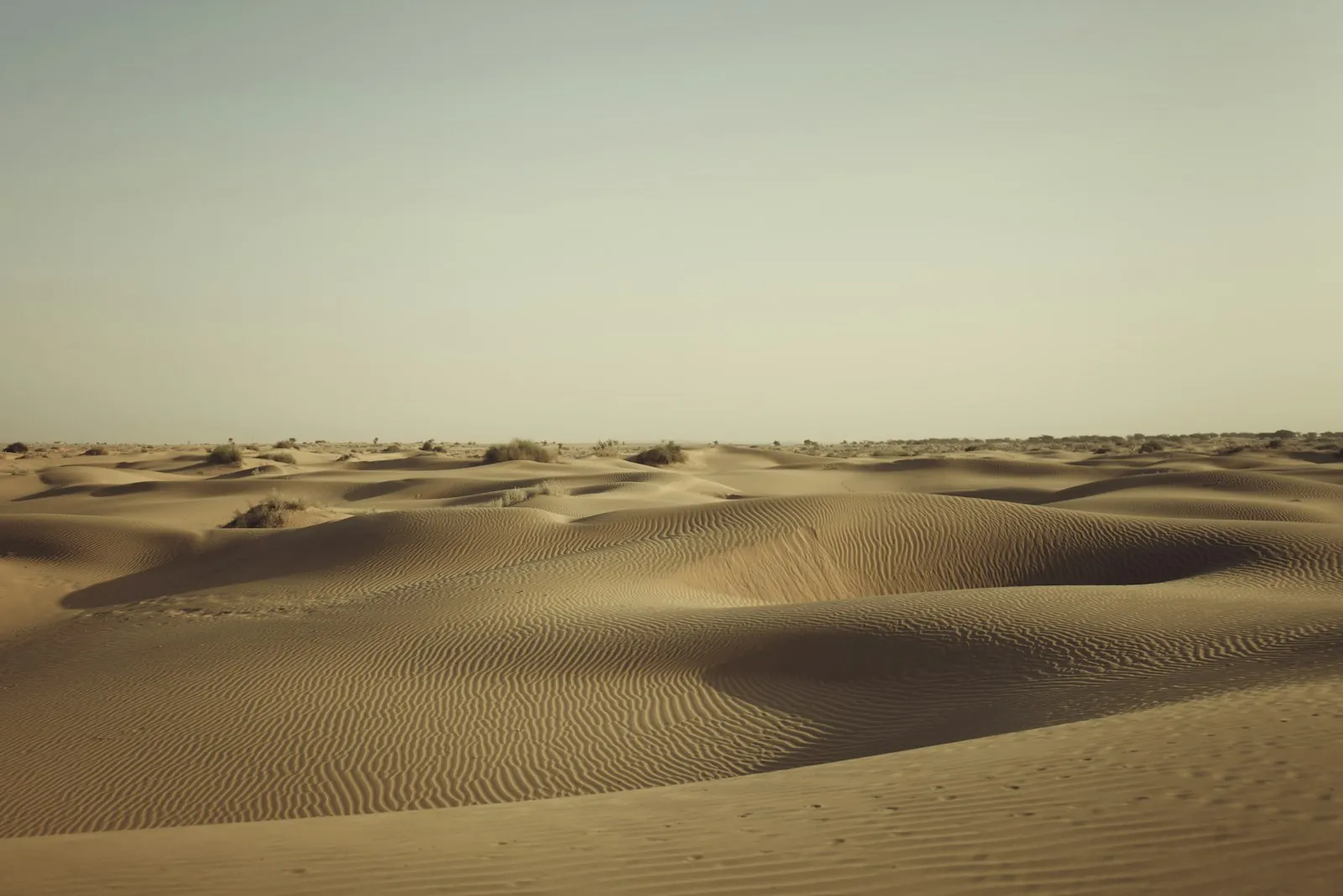 Dunes in the Thar desert under a bleached sky